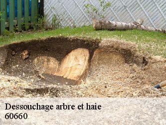 Dessouchage arbre et haie  60660